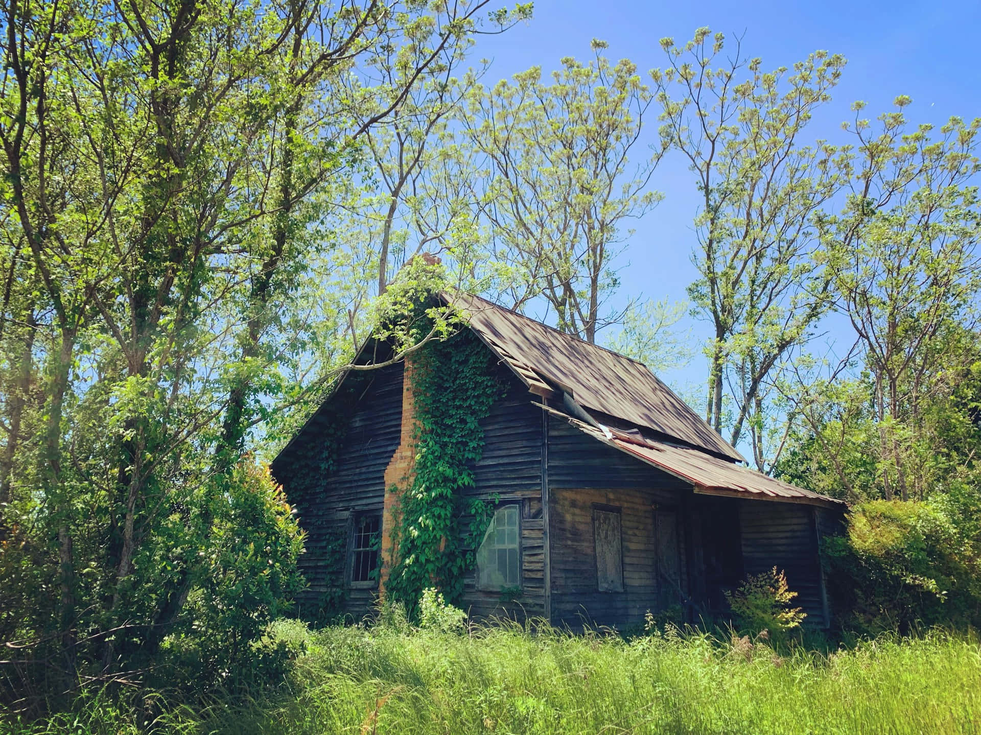 Abandoned Log Cabin Overgrown With Vegetation Wallpaper