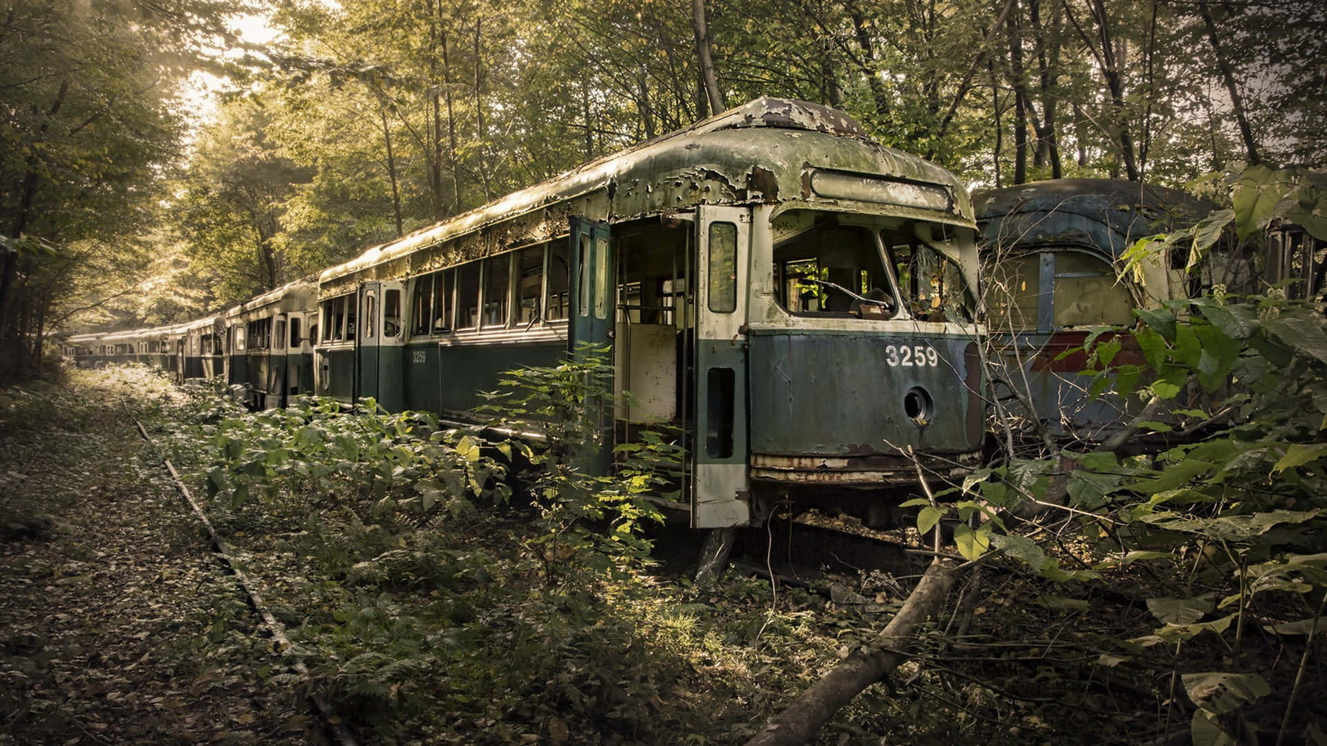 Wagons De Train Abandonnés Dans La Forêt Fond d'écran