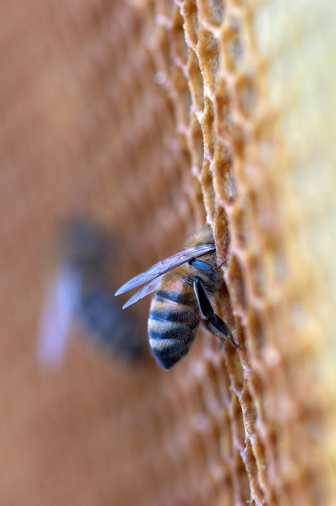 Abelhas Trabalhadoras Honeycomb Papel de Parede