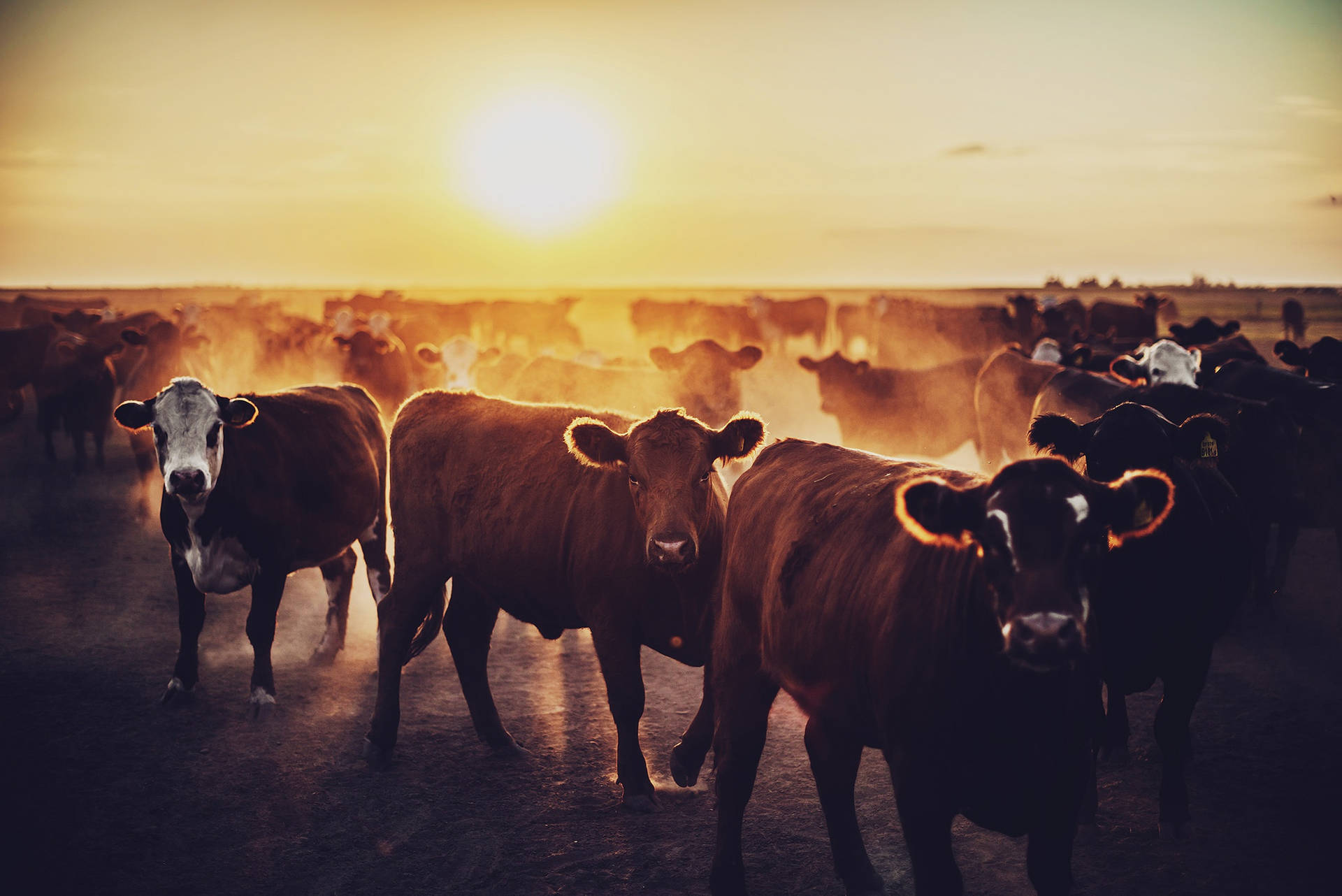 Aberdeen Angus Cattle During Sunset Wallpaper