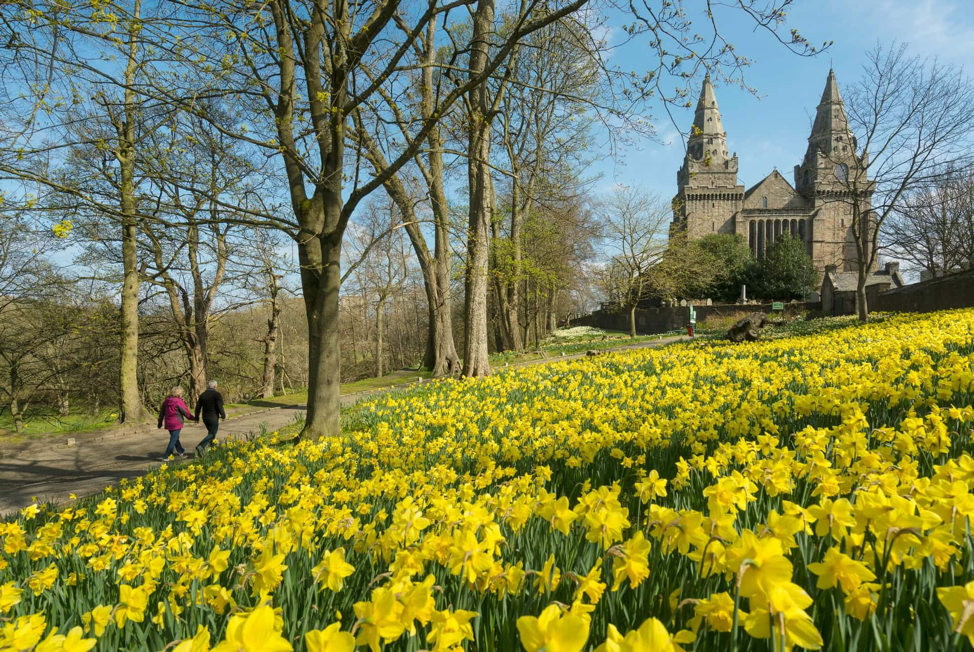 Aberdeen Springtime Daffodils Cathedral View Wallpaper