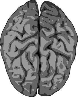 Abstract Brain Illustration PNG