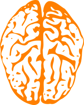 Abstract Brain Illustration PNG