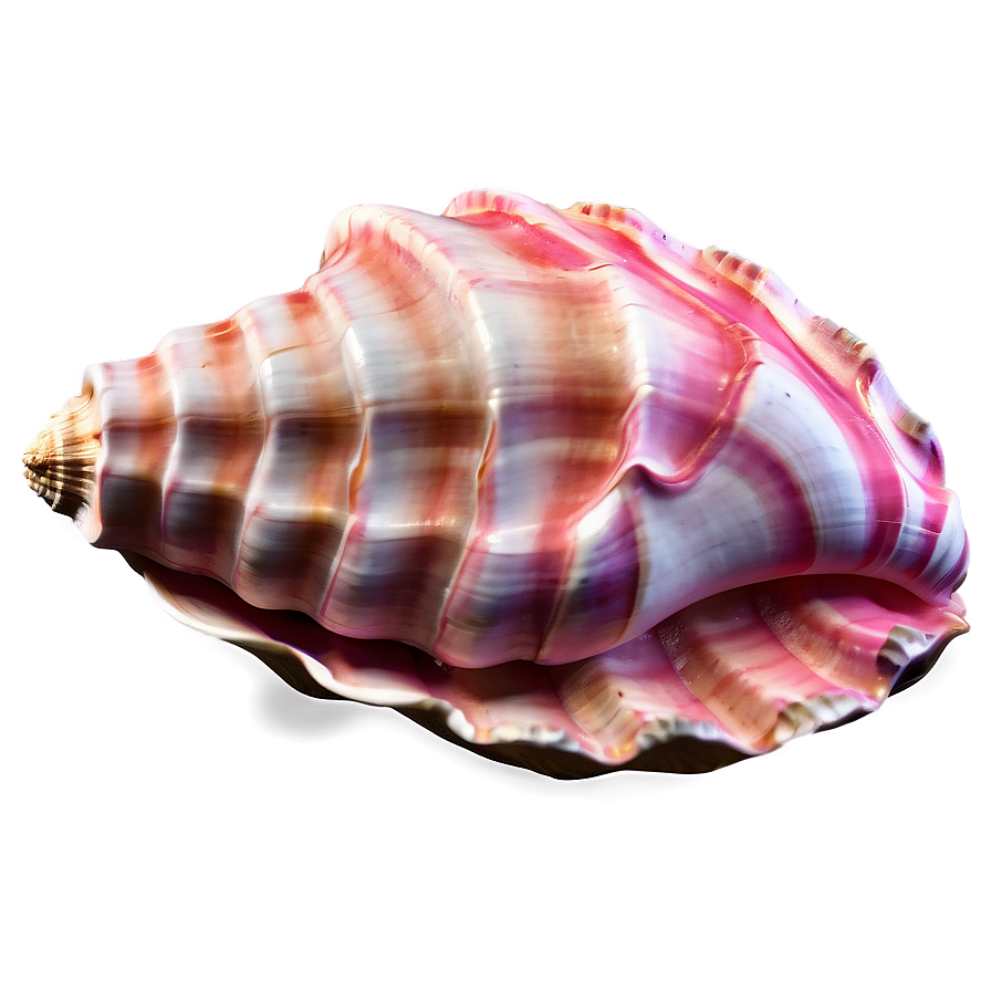 Abstract Conch Shell Png 46 PNG