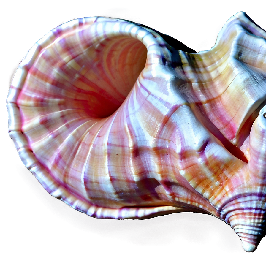 Abstract Conch Shell Png Tch PNG