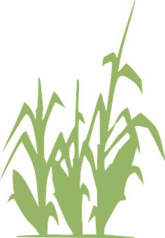 Abstract Corn Stalks Silhouette PNG