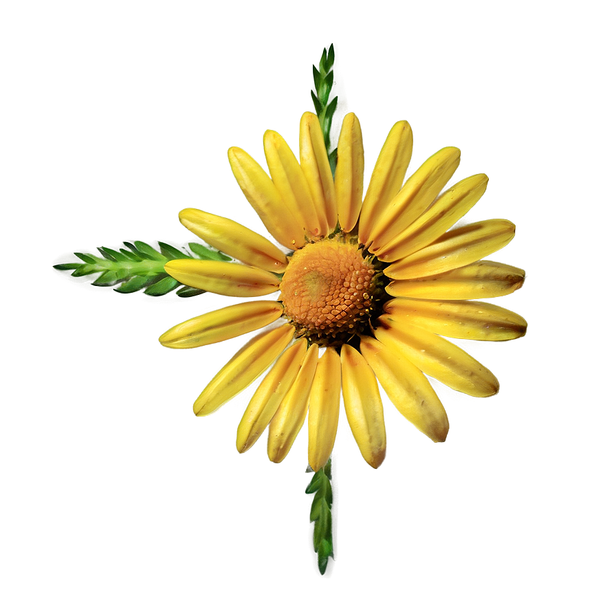 Abstract Daisy Png Amk PNG
