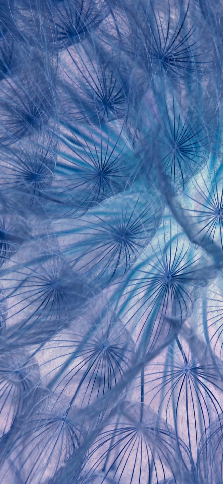 Abstract Dandelion Seeds Blue Background Wallpaper