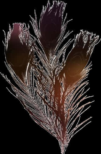 Abstract Feather Artwork PNG