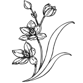 Abstract Floral Sketch PNG