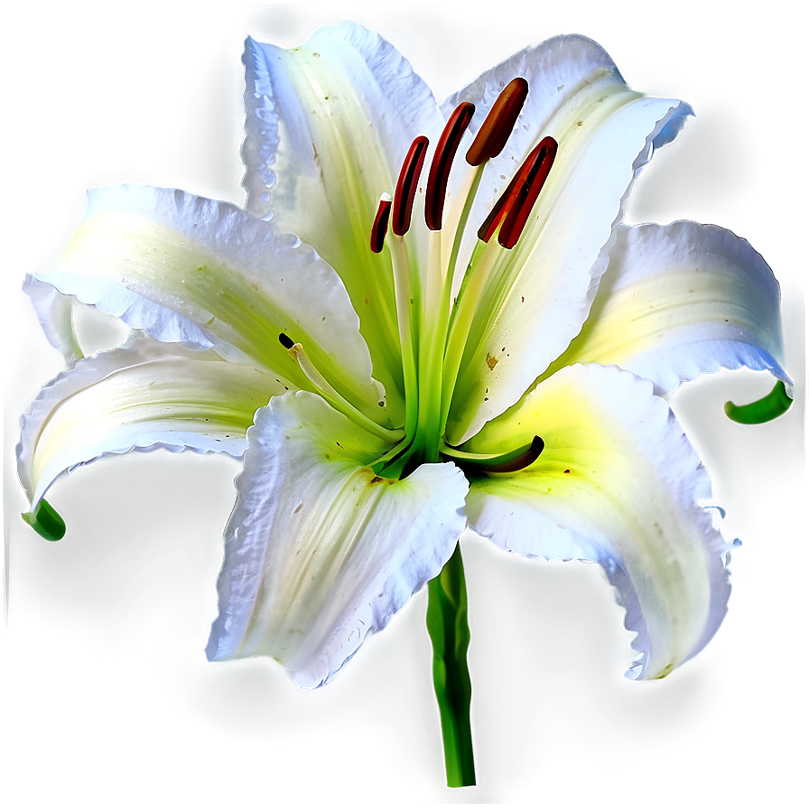 Abstract Lily Flower Png 06272024 PNG