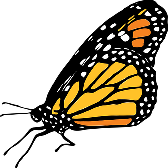 Abstract Monarch Butterfly Wing Art PNG