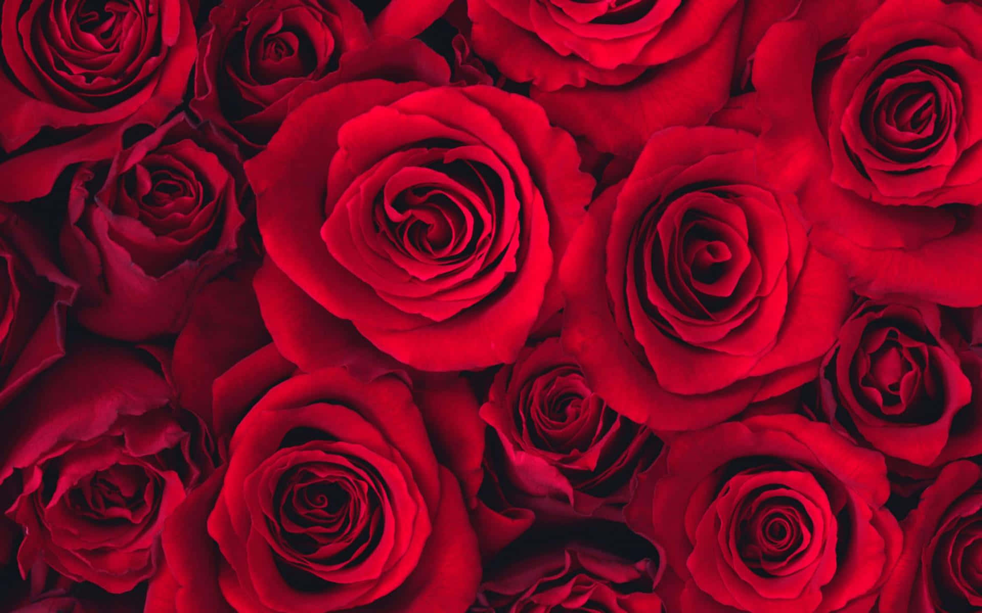 Abstract and Colorful  Red roses  Red rose  Rose flower Elegant Red Rose  HD wallpaper  Pxfuel