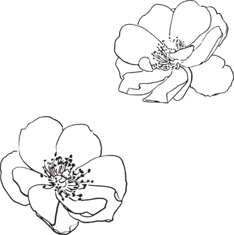 Abstract Rose Sketches PNG