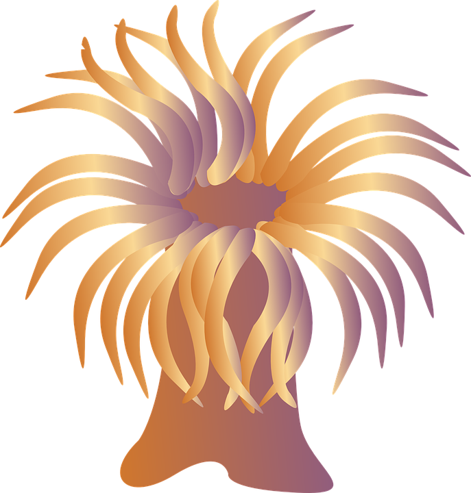 Abstract Sea Anemone Illustration PNG