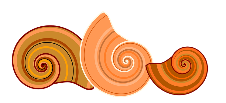 Abstract Shell Illustration PNG
