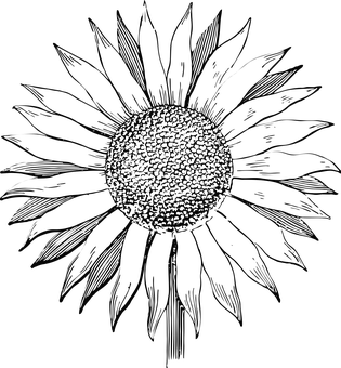 Abstract Sunflower Silhouette PNG