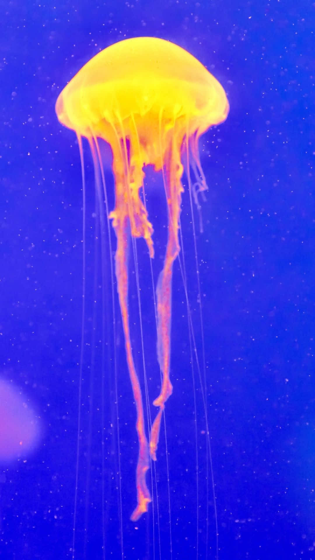 Abstrakt billedtapet med Jellyfish.
