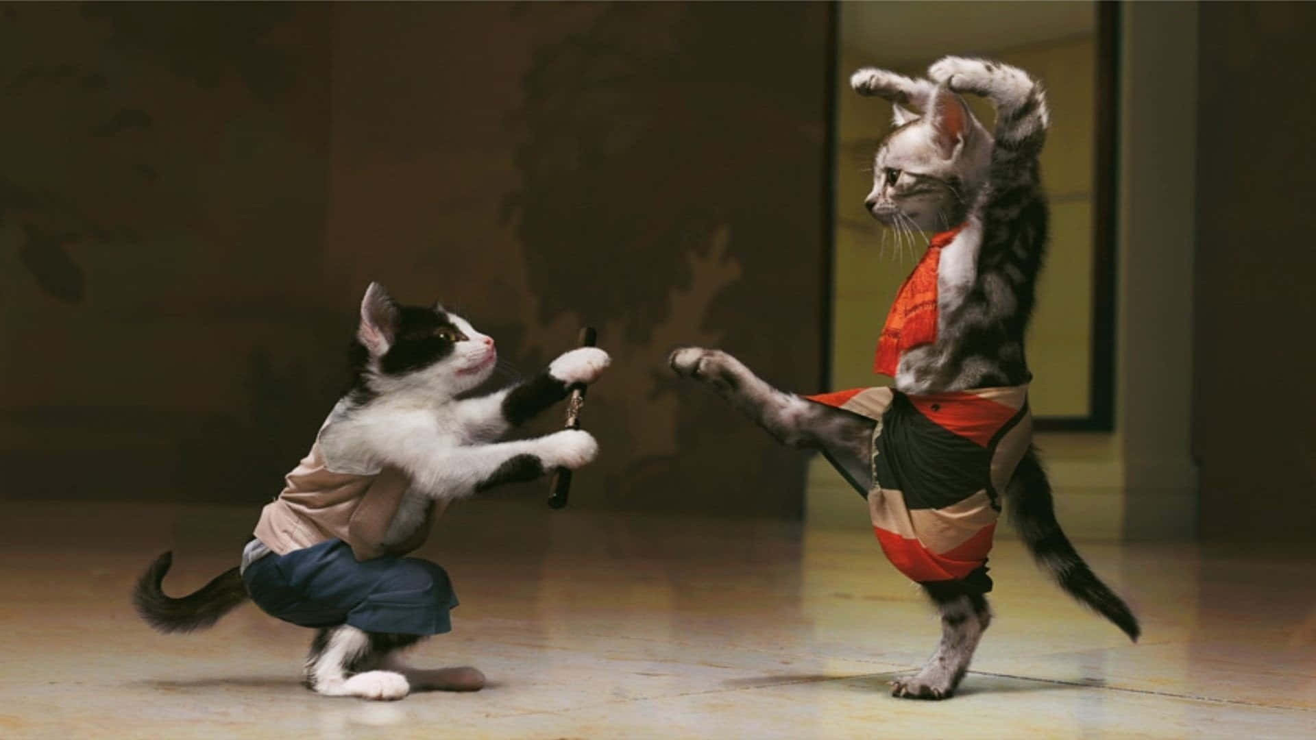 Absurd Cats Fighting Art Wallpaper