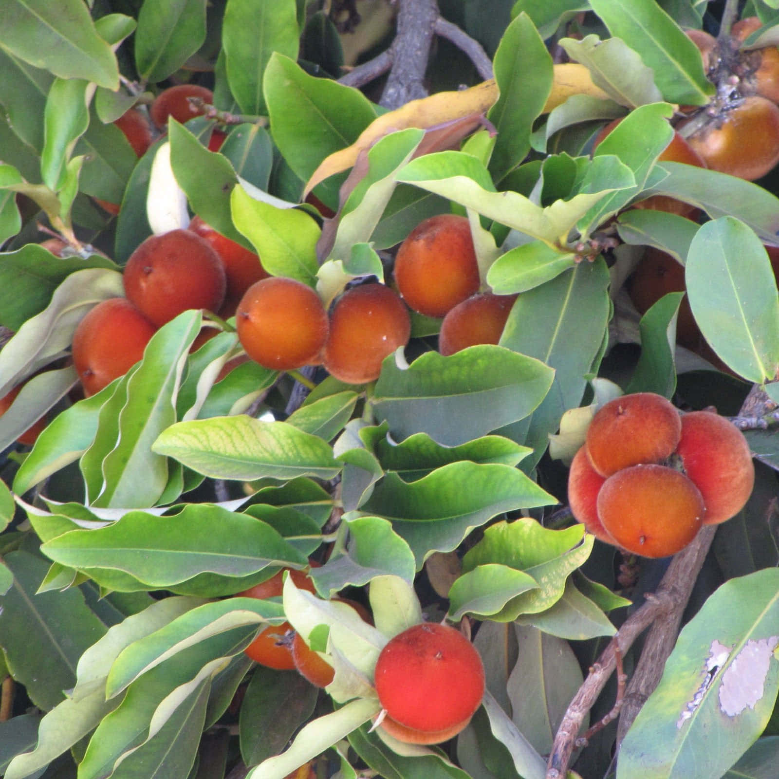 Abundant Velvet Apple Fruits In A Cluster Wallpaper