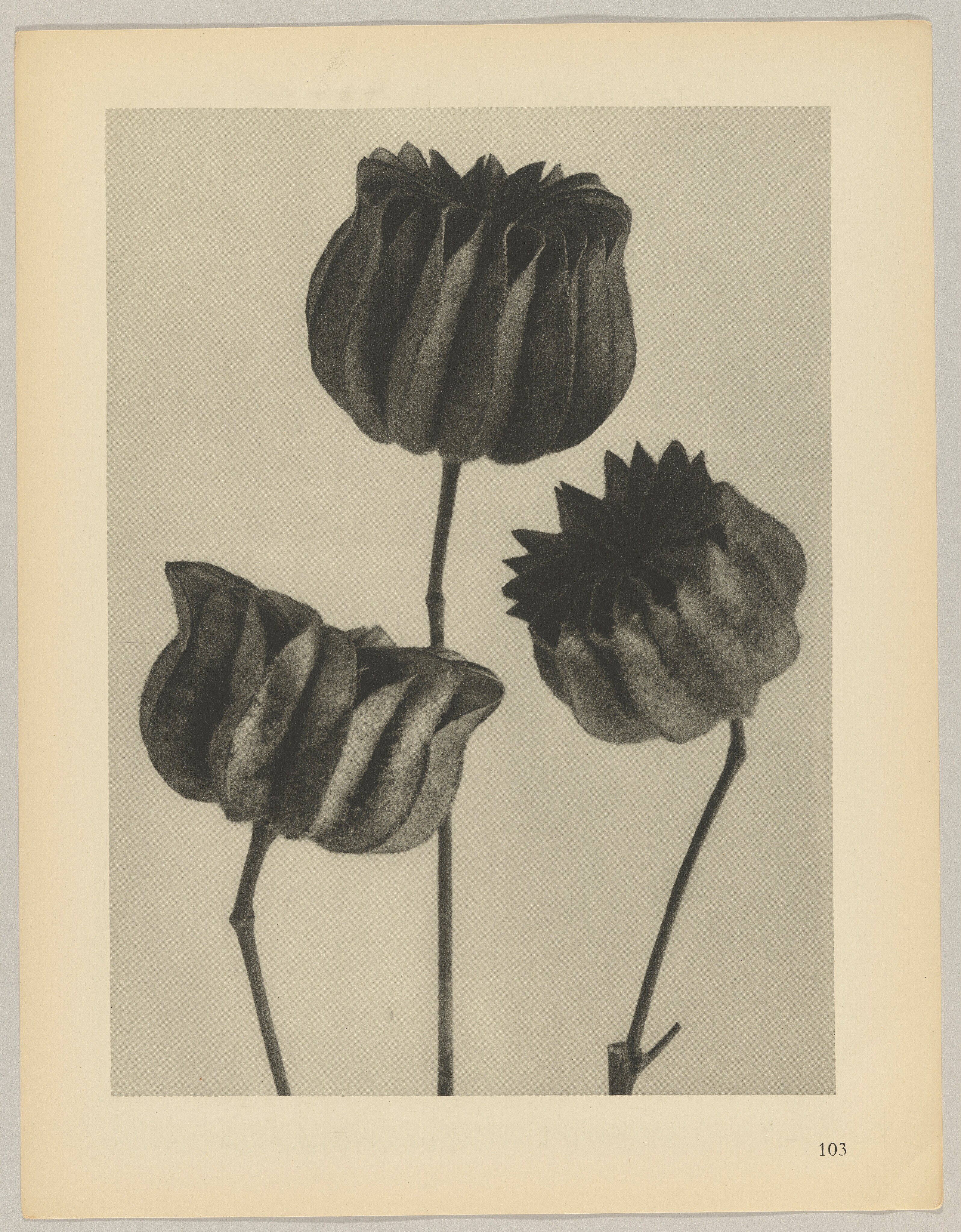 Abutilon Wallpaper