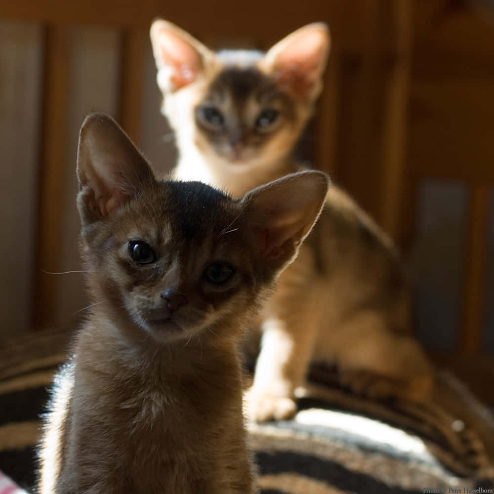 Caption: Majestic Abyssinian Cat Posing for a Portrait Wallpaper