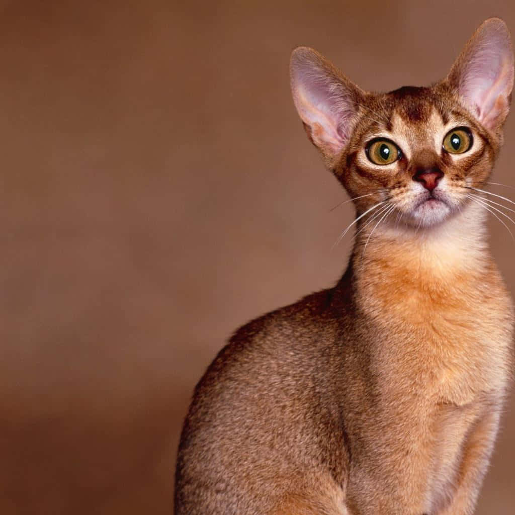Portrait of a Beautiful Abyssinian Cat Wallpaper