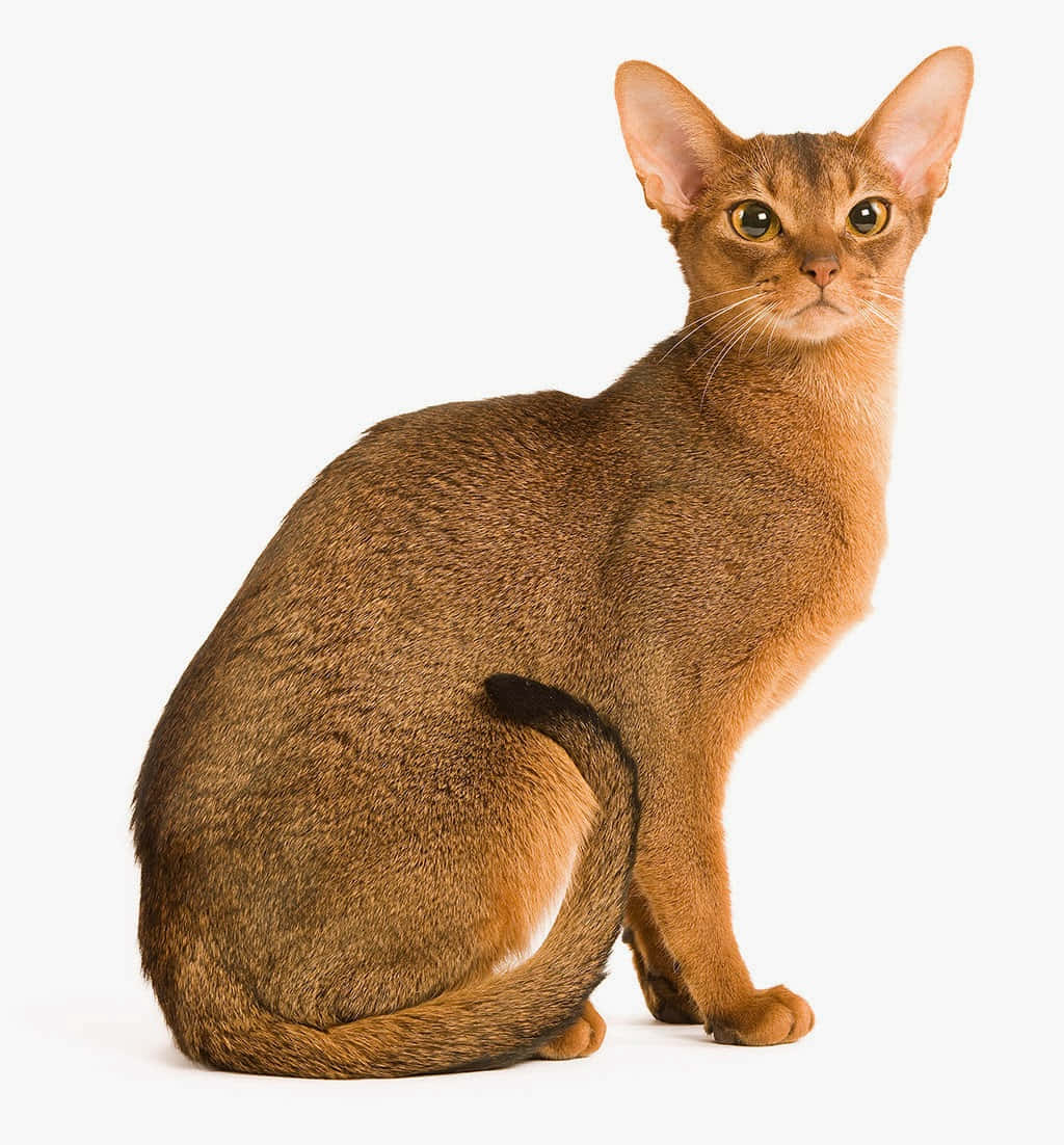 Elegant Abyssinian cat posing gracefully Wallpaper