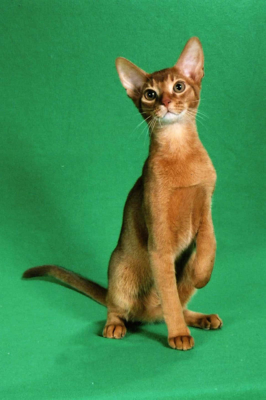 A Majestic Abyssinian Cat Posing Elegantly Wallpaper