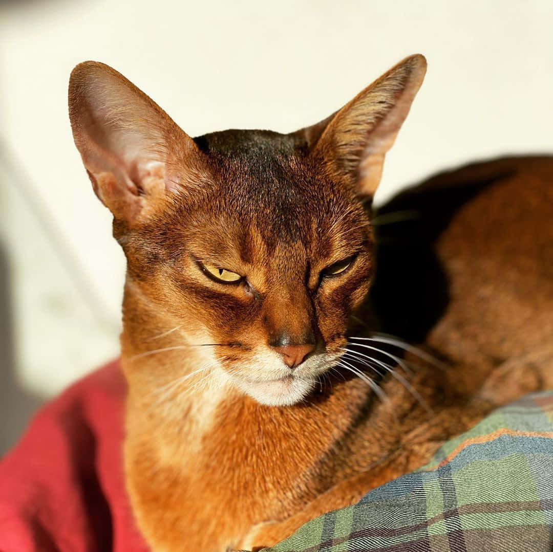 Beautiful Abyssinian cat lounging on a cozy blanket Wallpaper