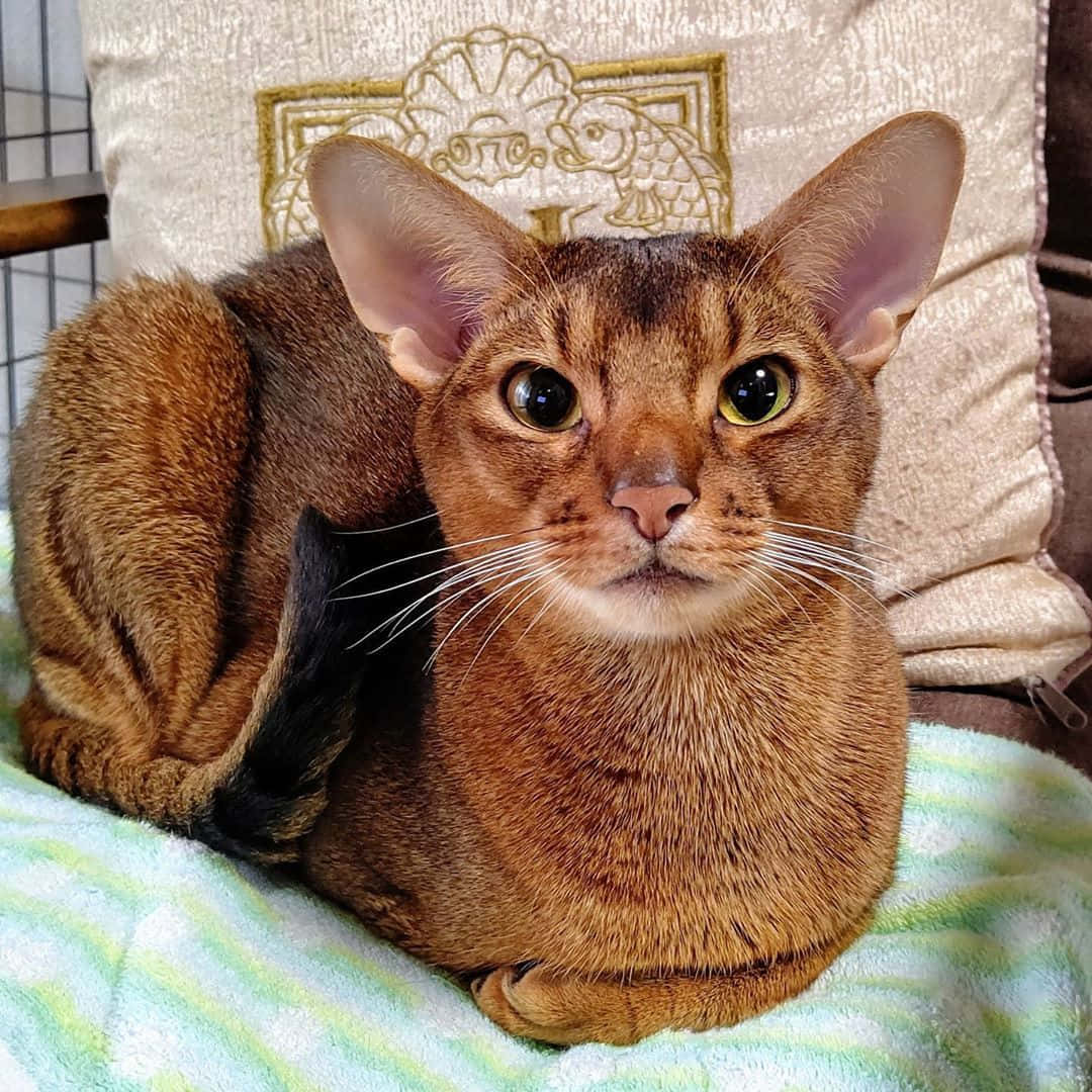 Stunning Abyssinian Cat Lounging in a Cozy Environment Wallpaper