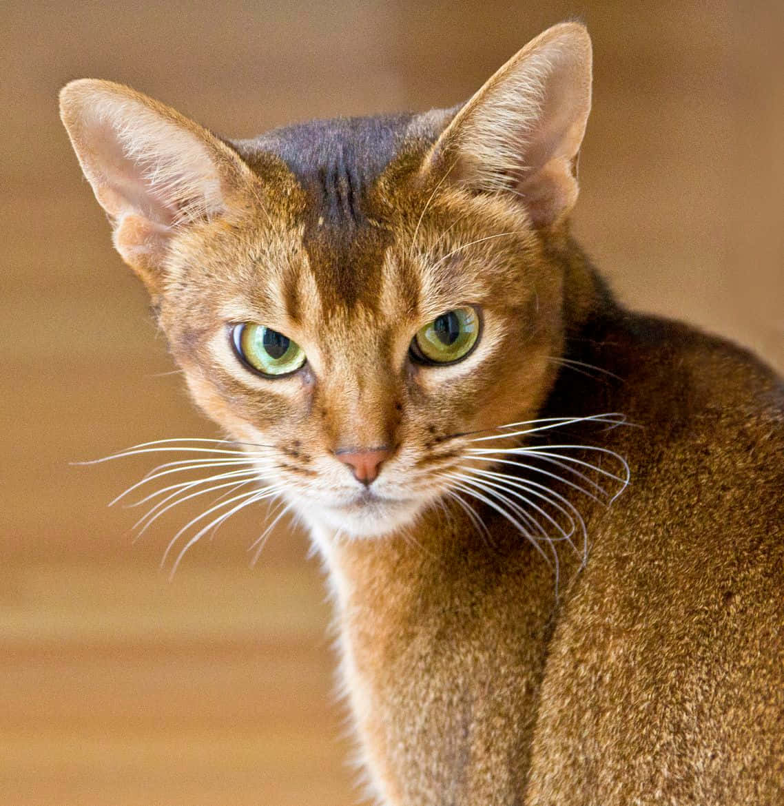 Beautiful Abyssinian cat posing gracefully in a high-definition image Wallpaper