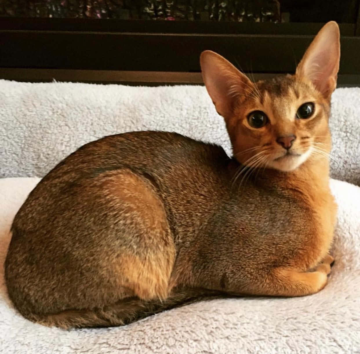 Majestic Abyssinian Cat Lounging on a Sofa Wallpaper