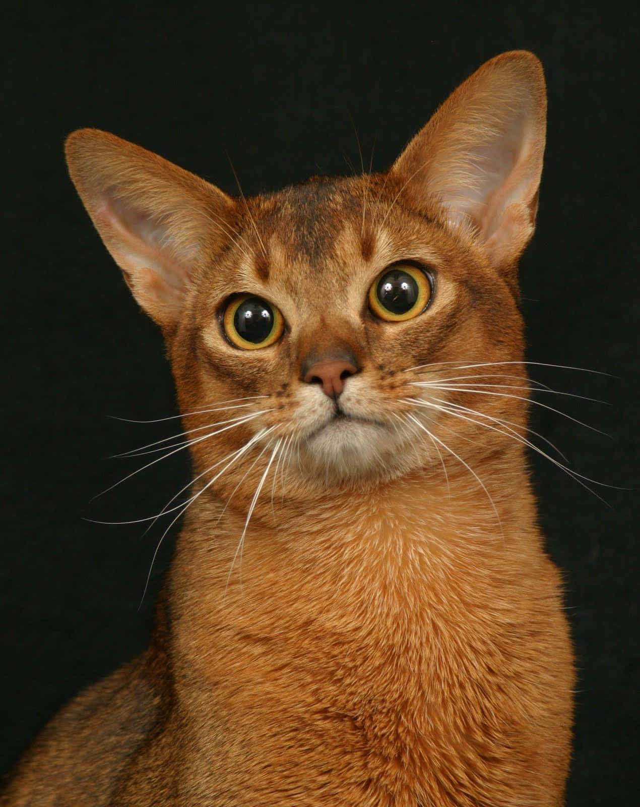 An engaging Abyssinian cat gazing intently at the camera Wallpaper