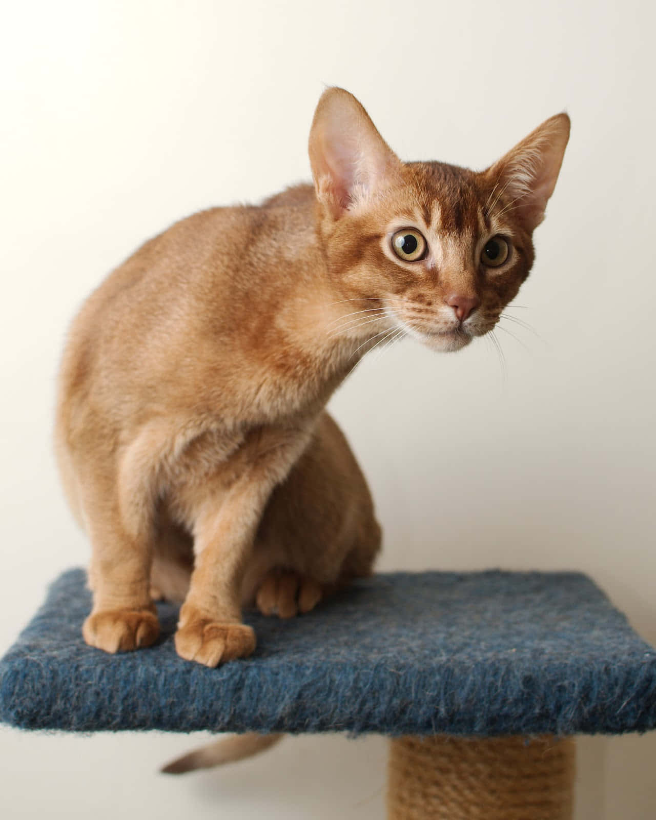 Stunning Abyssinian Cat Lounging Wallpaper
