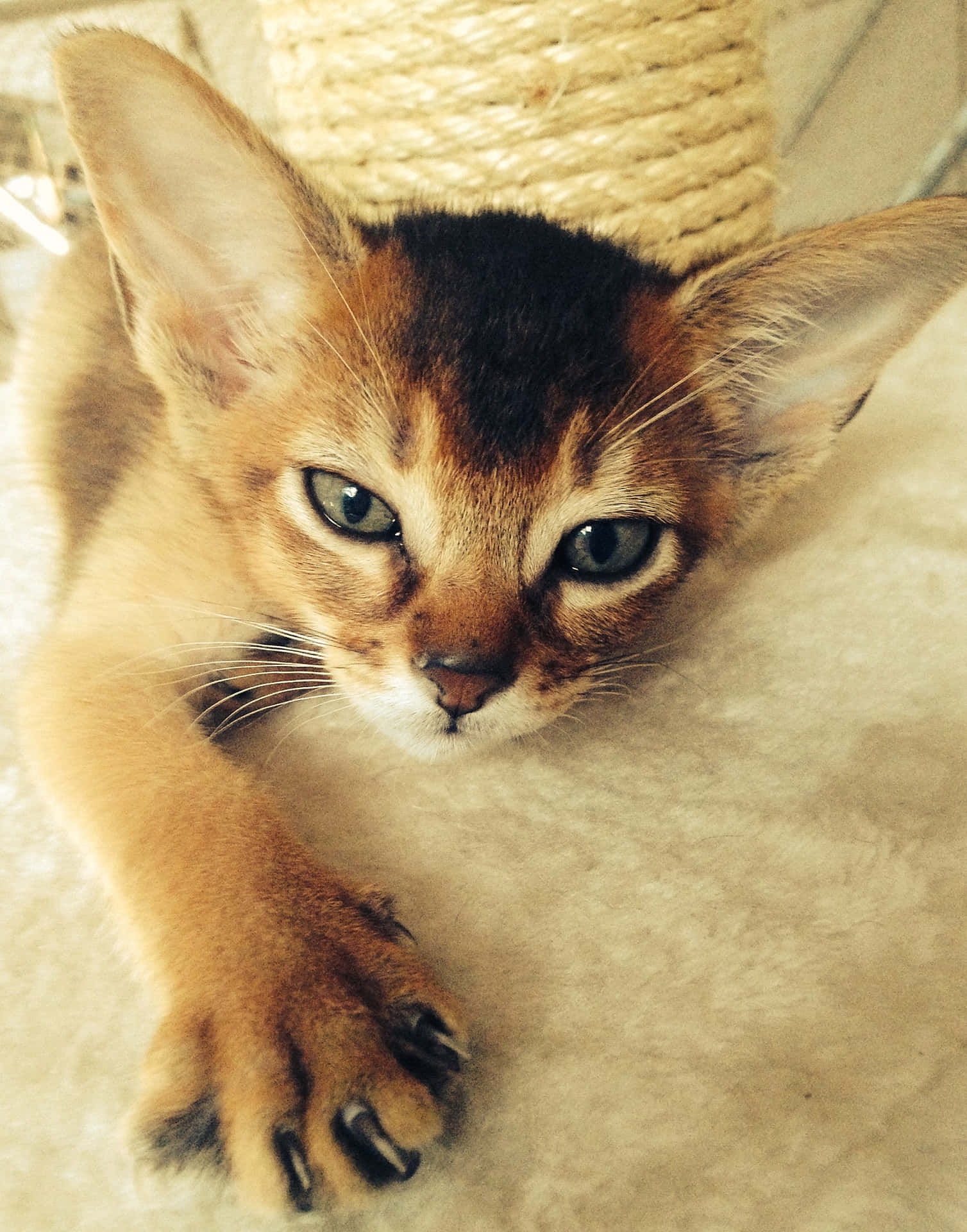 Adorable Abyssinian Cat Lounging Wallpaper