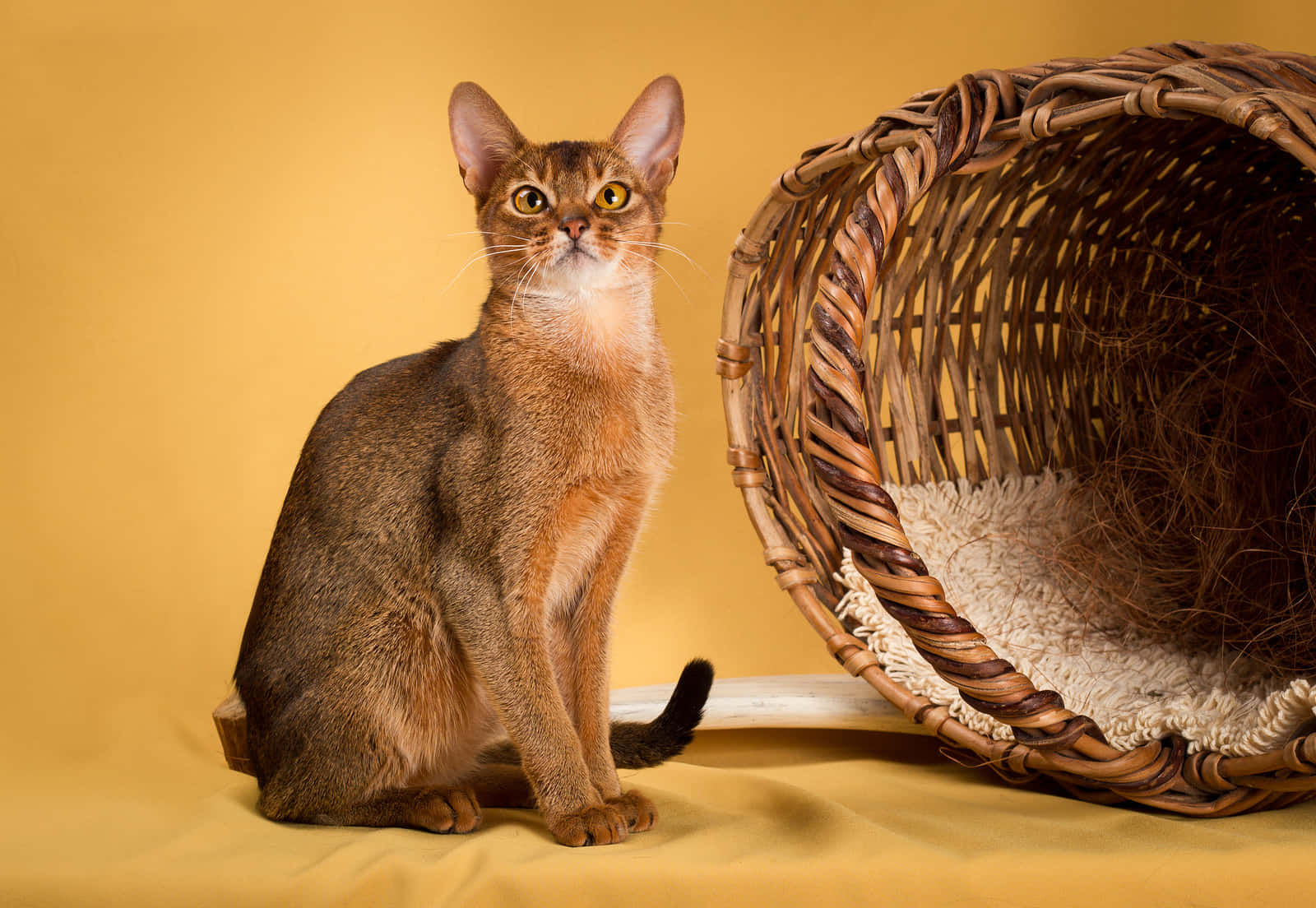 Beautiful Abyssinian cat with mesmerizing eyes Wallpaper