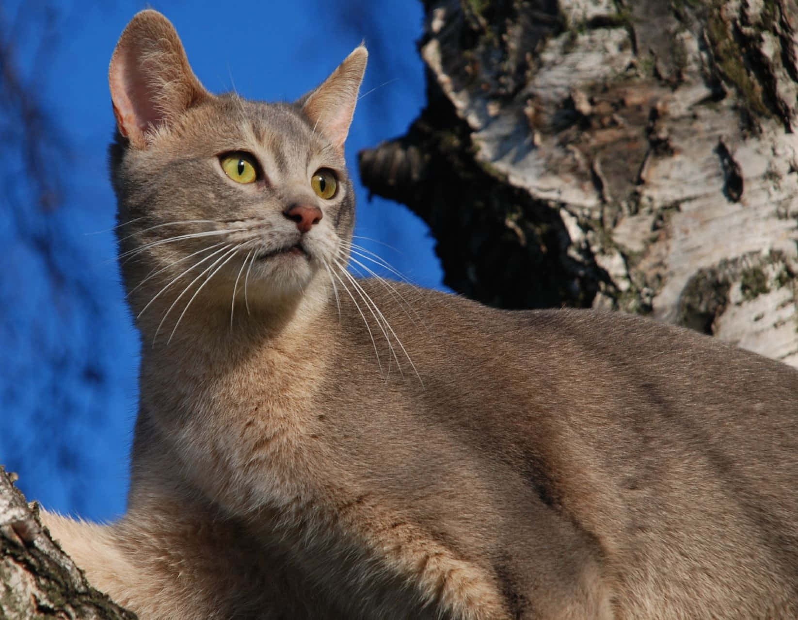 Gorgeous Abyssinian cat perched in nature Wallpaper
