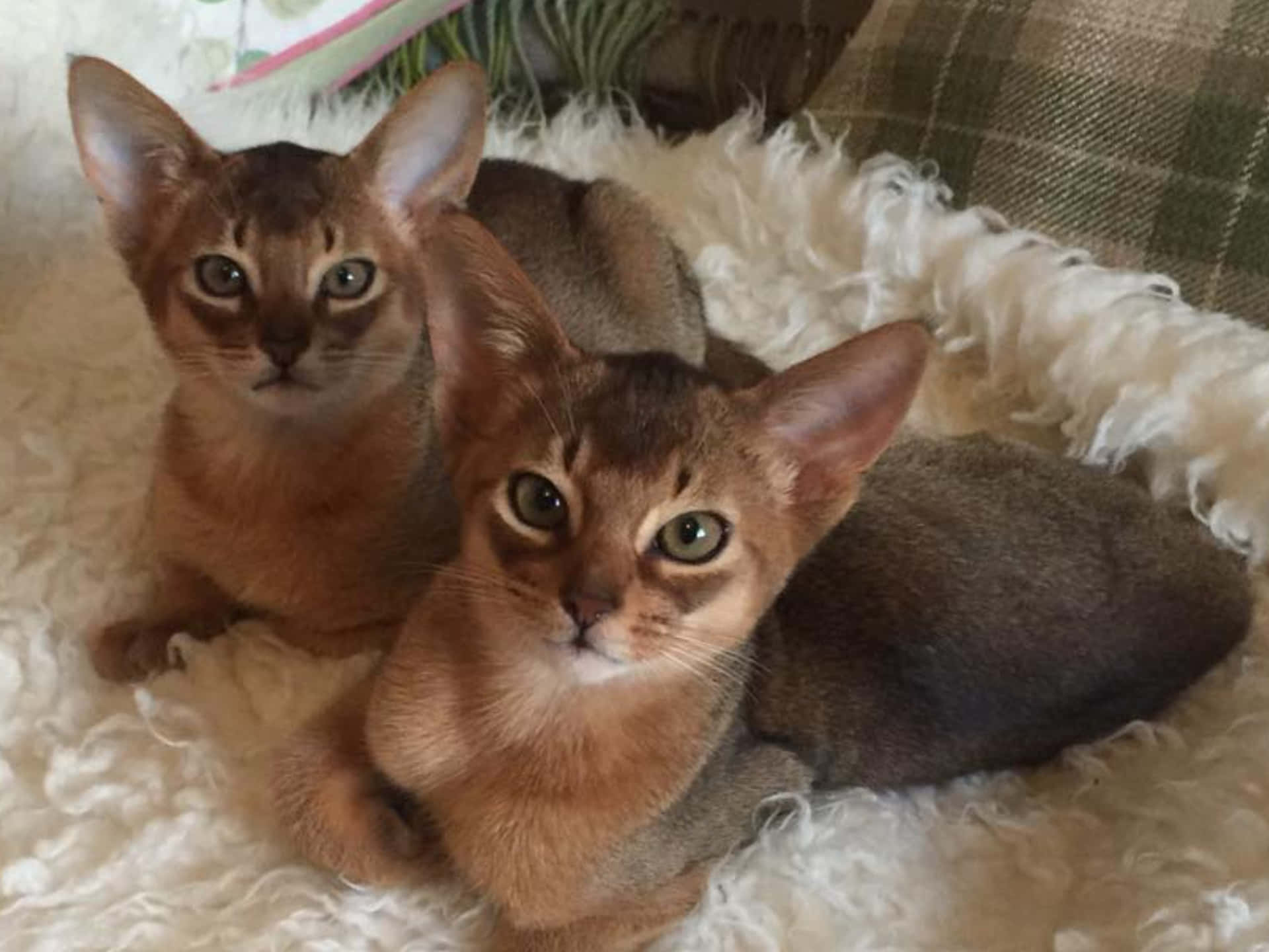 Adorable Abyssinian cat resting on a cozy blanket Wallpaper