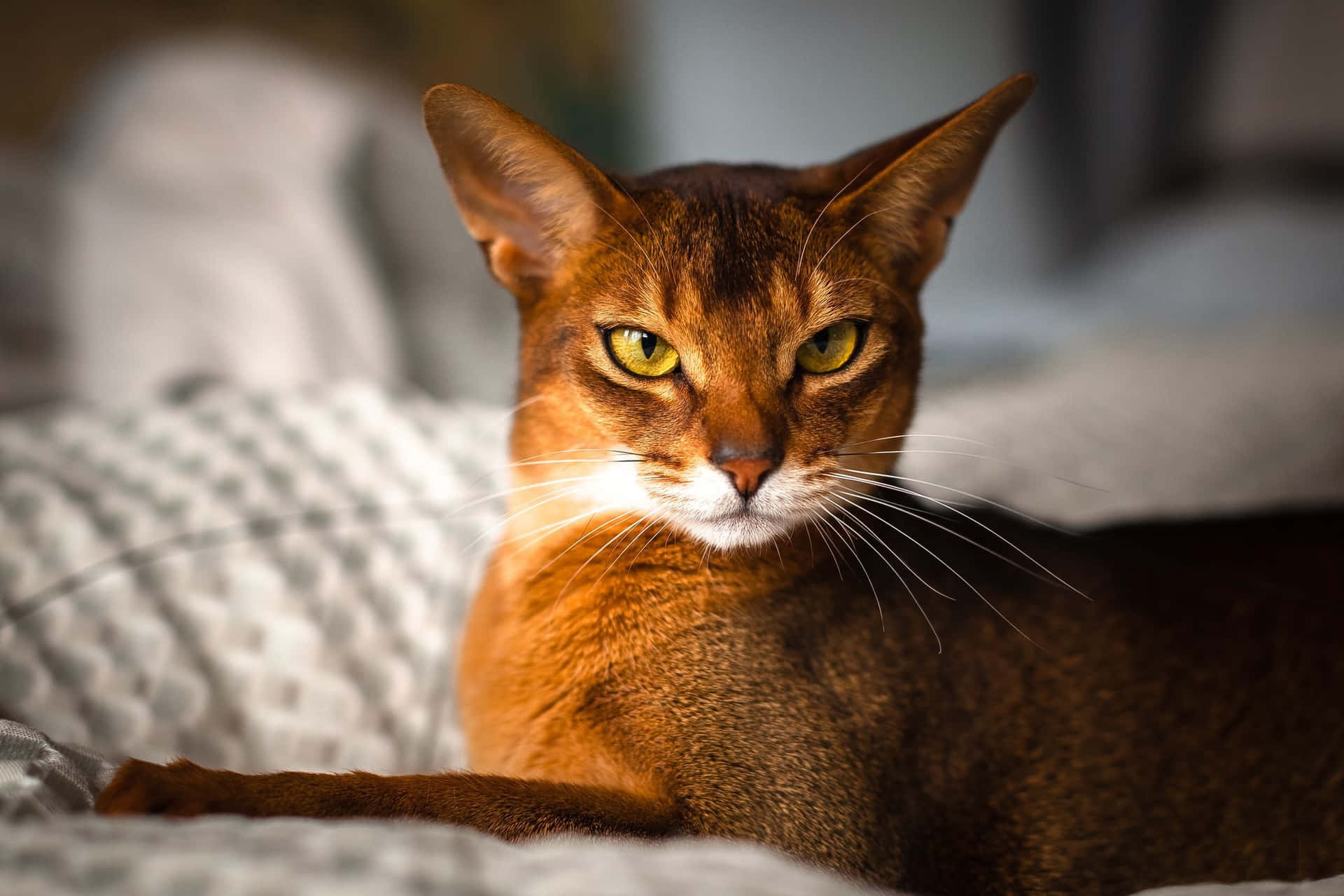 An elegant Abyssinian cat with golden fur gazing intently Wallpaper