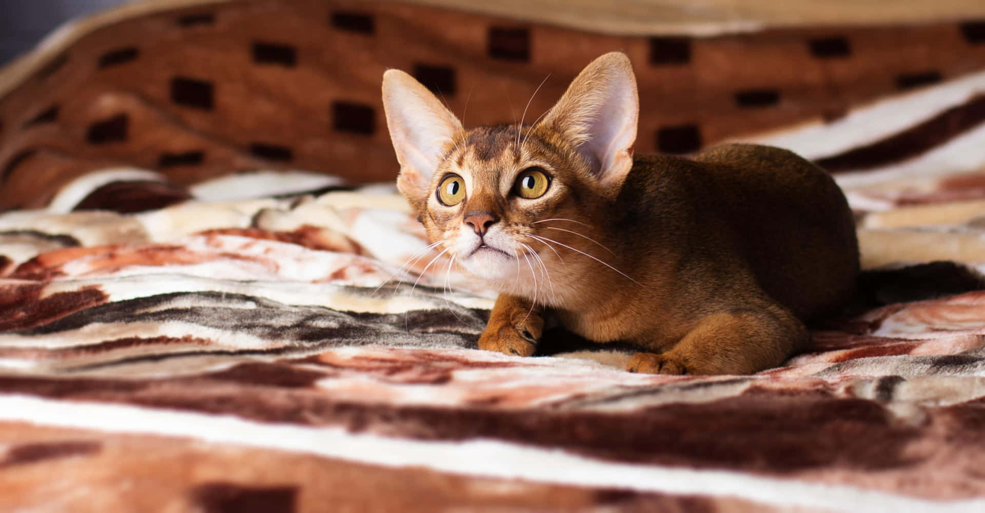Majestic Abyssinian Cat Gazing Intently Wallpaper