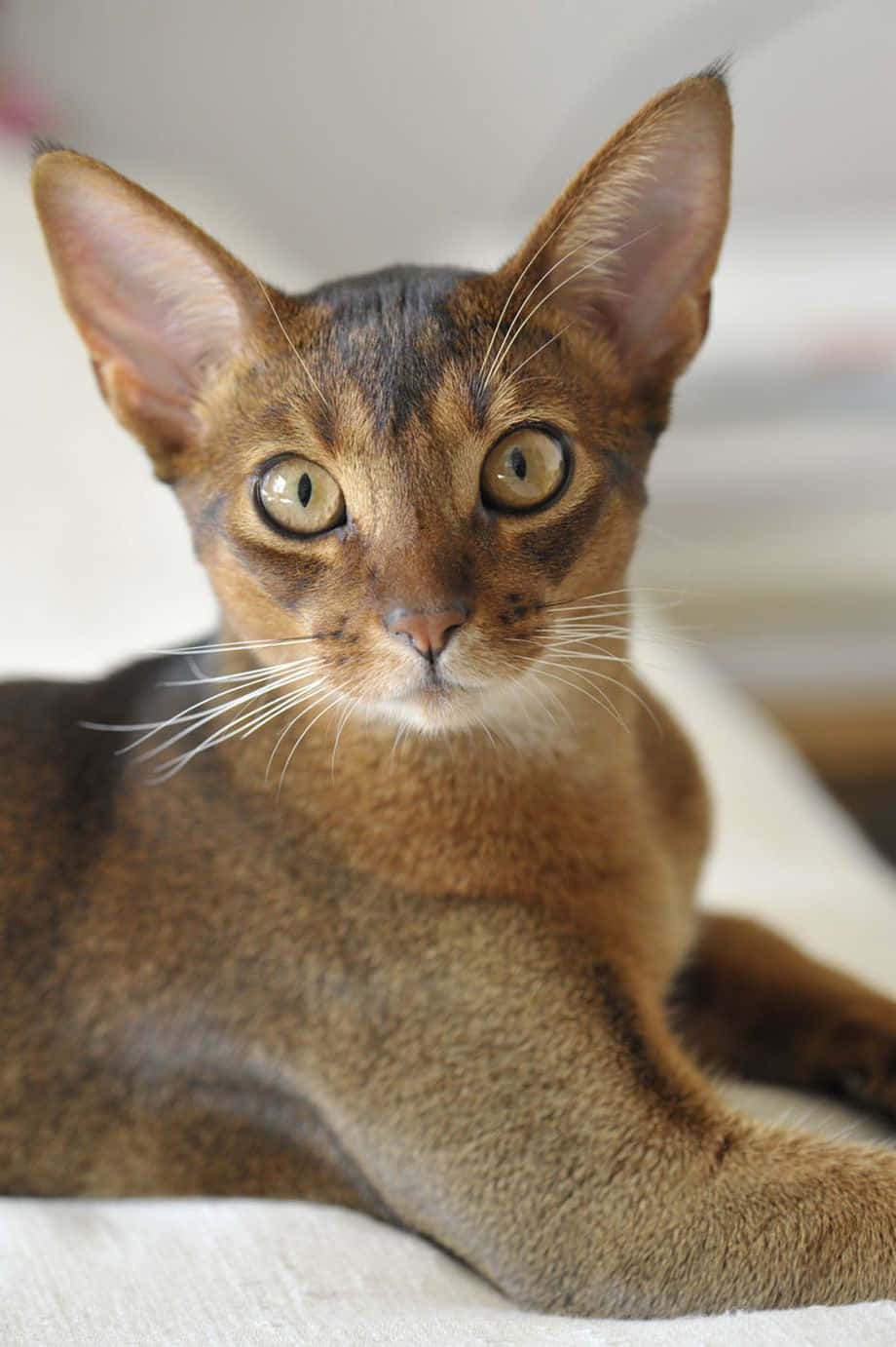 Graceful Abyssinian cat posing for the camera Wallpaper