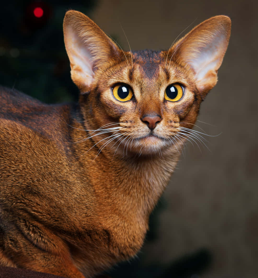 Graceful Abyssinian cat perched on a ledge. Wallpaper
