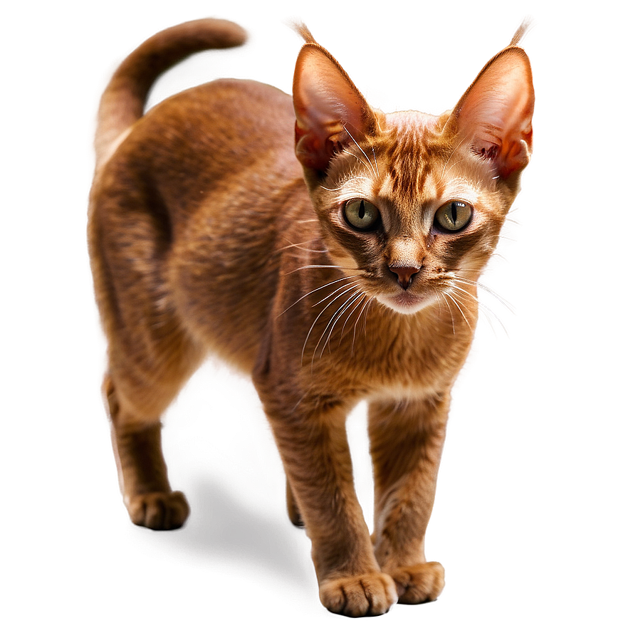 Abyssinian Cat Png Uvi PNG