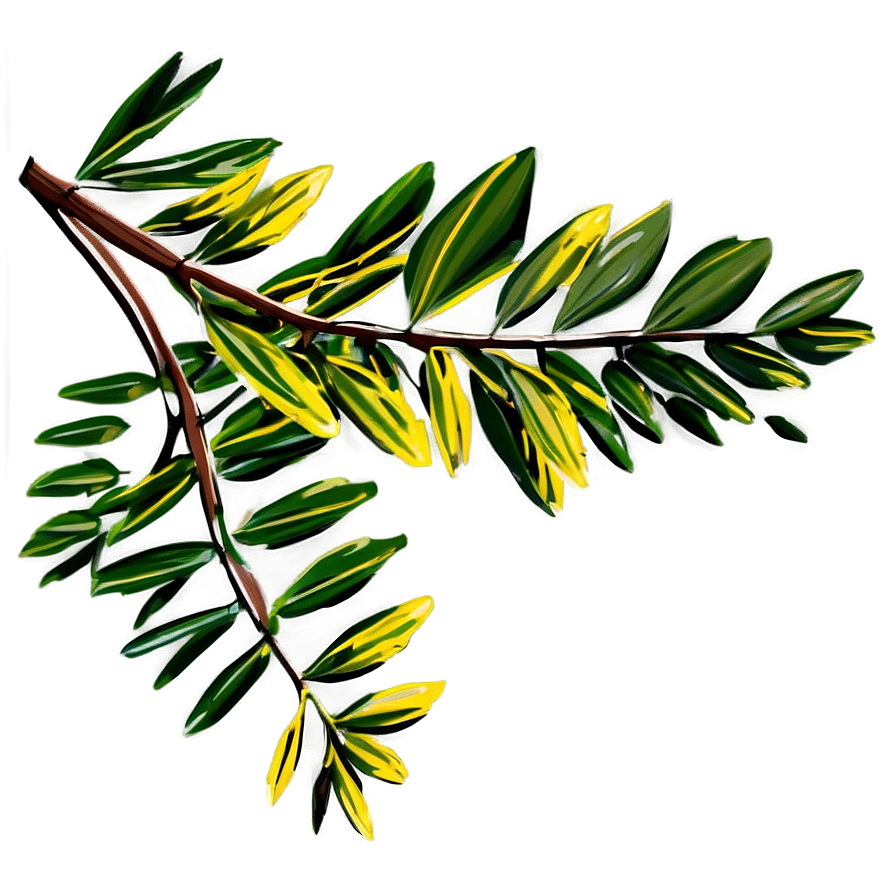Acacia Tree Branch Png Tgi35 PNG