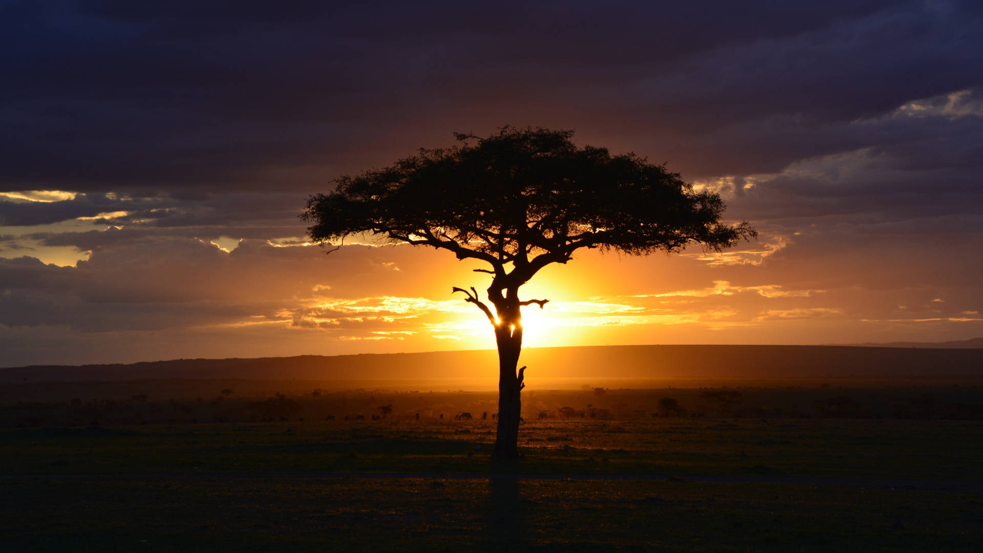 Acacia Tree Silhouette Africa 4k Picture