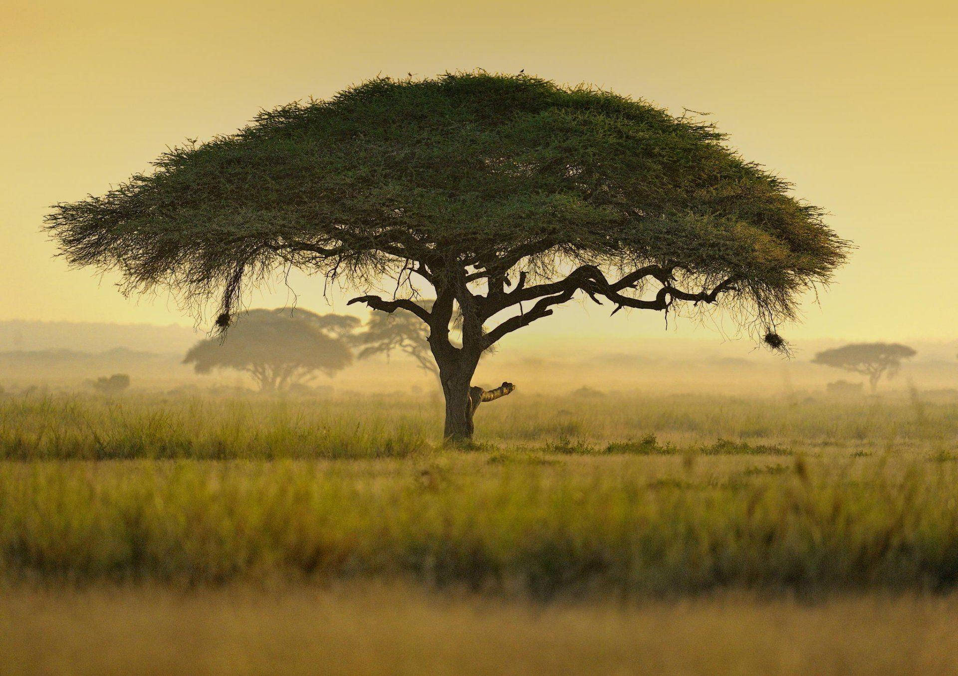 Akacieträdi Kenya, Afrika. Wallpaper