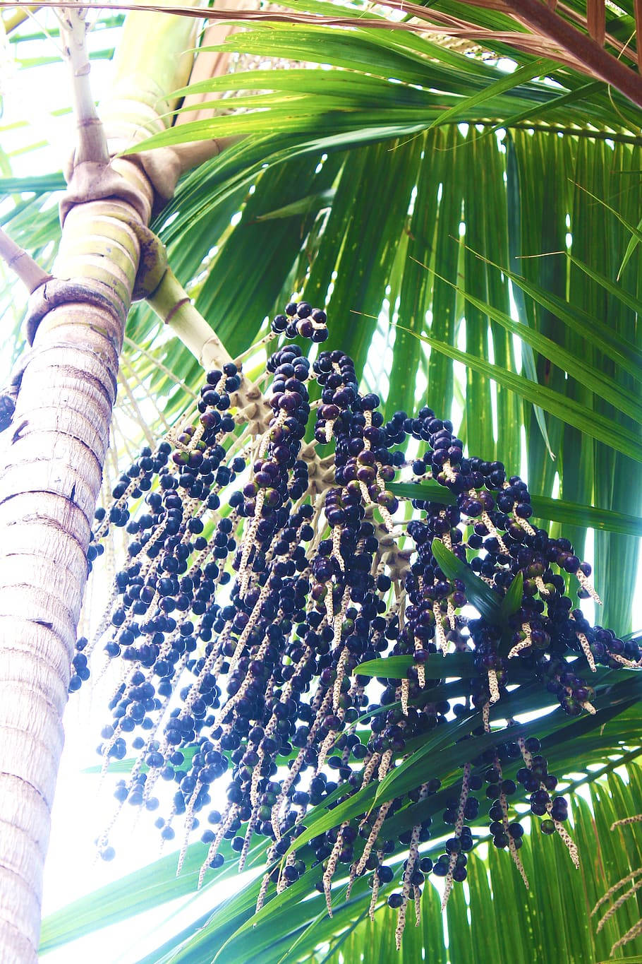 Acai Fruit Palm Tree Low Angle Wallpaper
