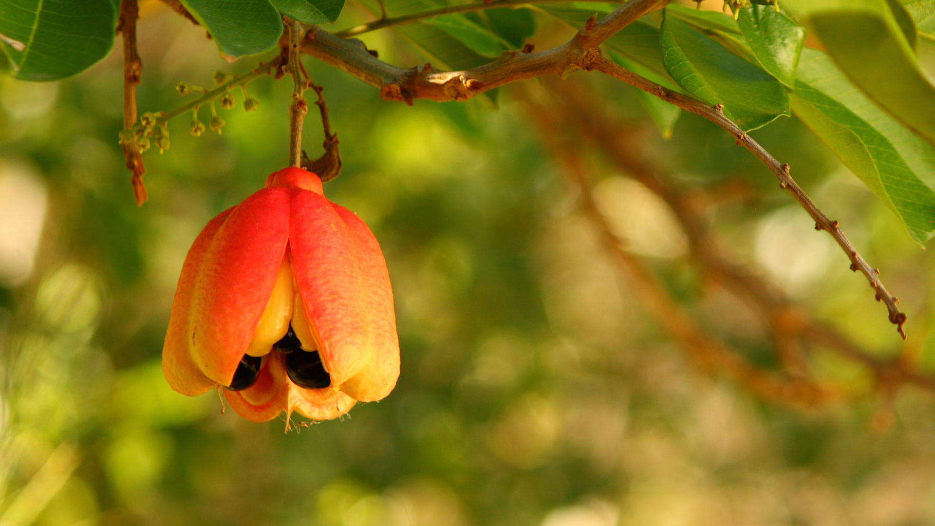 Ackee Fruit Aesthetic Photography Wallpaper