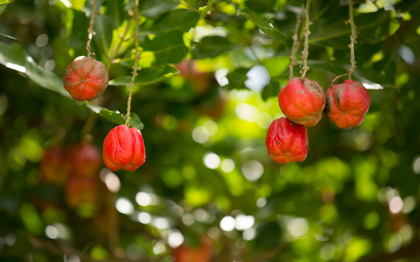 Ackee Fruit Line Up In Tree Wallpaper